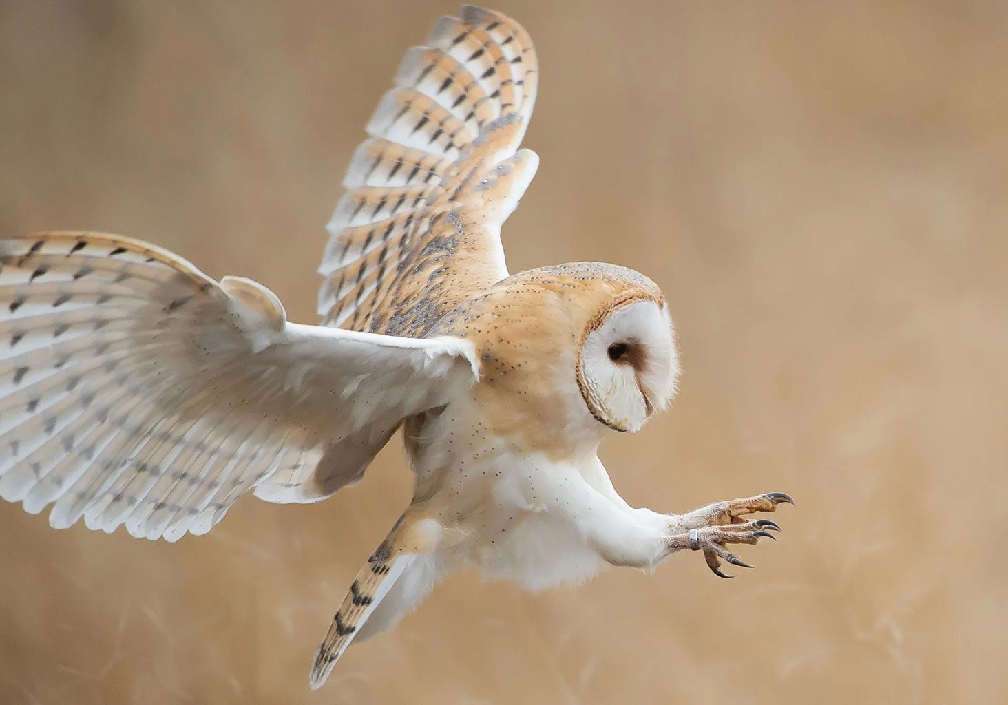 BarnOwl