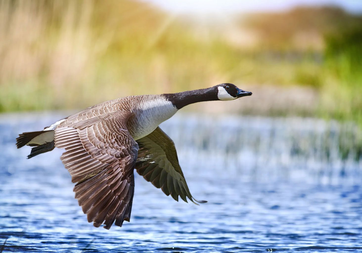 Canada Goose