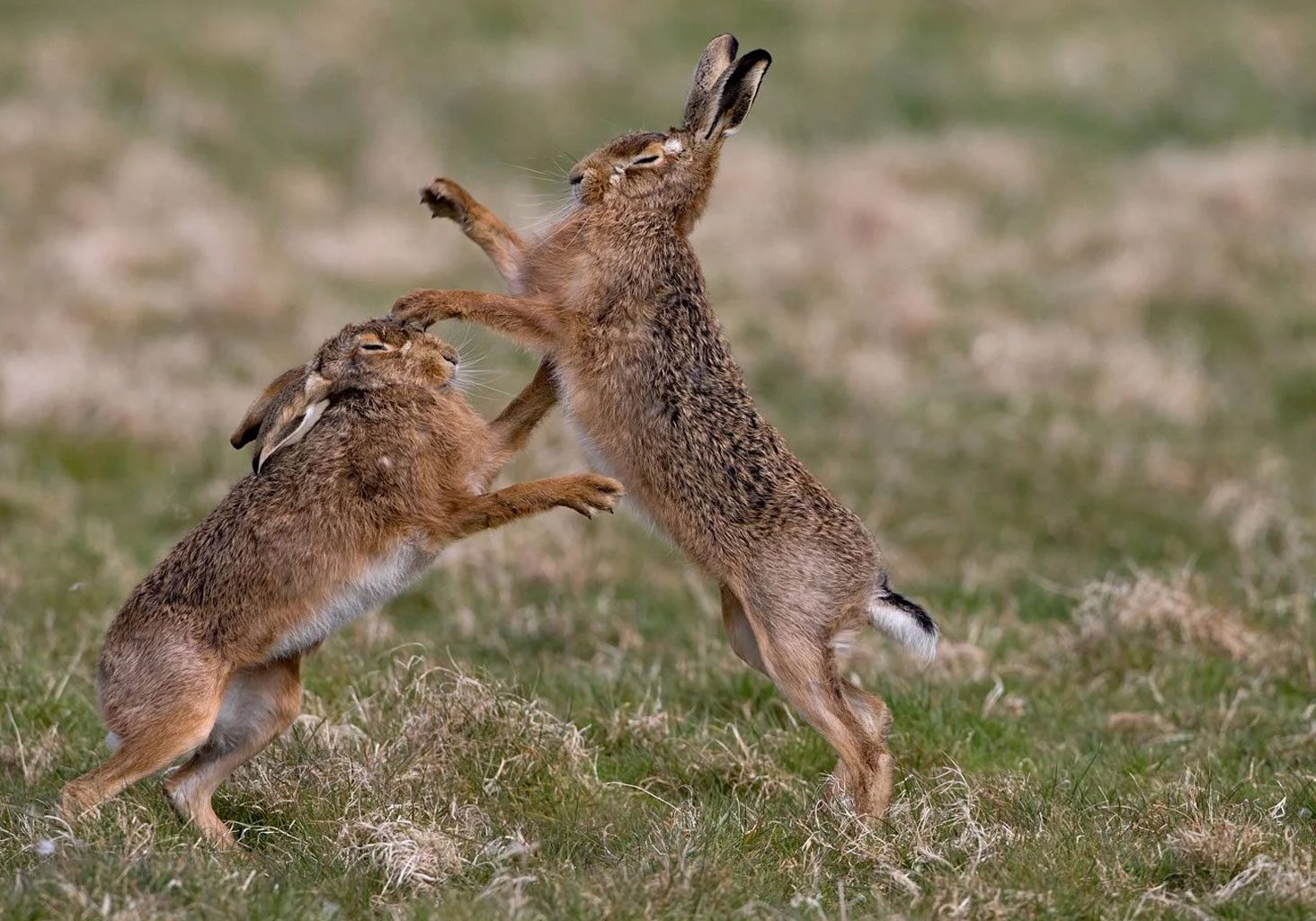 brown hare